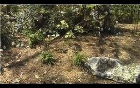 Landscaping Tips : Landscaping Ideas for Shade