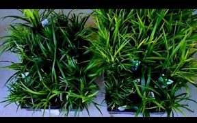 Front yard landscaping before and after| Landscaping ideas| Outdoor|Front yard  makeover