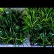 Front yard landscaping before and after| Landscaping ideas| Outdoor|Front yard  makeover