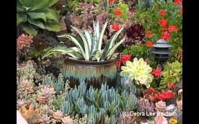Succulent Home garden landscaping ideas