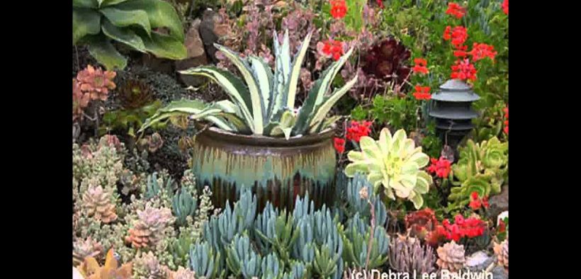 Succulent Home garden landscaping ideas