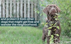 Landscaping Ideas for Your Dog