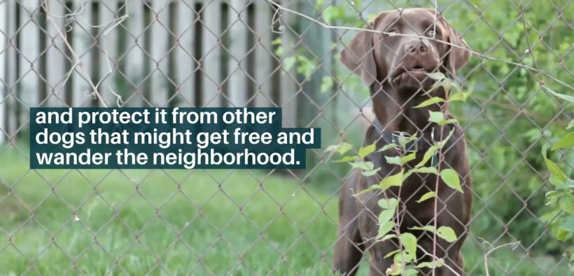 Landscaping Ideas for Your Dog