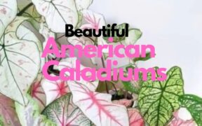Beautiful Caladium landscaping ideas // planting American CALADIUMS