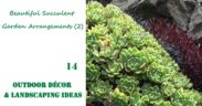 Beautiful Succulent Garden Arrangements (2) | OUTDOOR DECOR & LANDSCAPING IDEAS #14