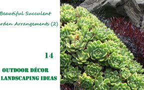 Beautiful Succulent Garden Arrangements (2) | OUTDOOR DECOR & LANDSCAPING IDEAS #14