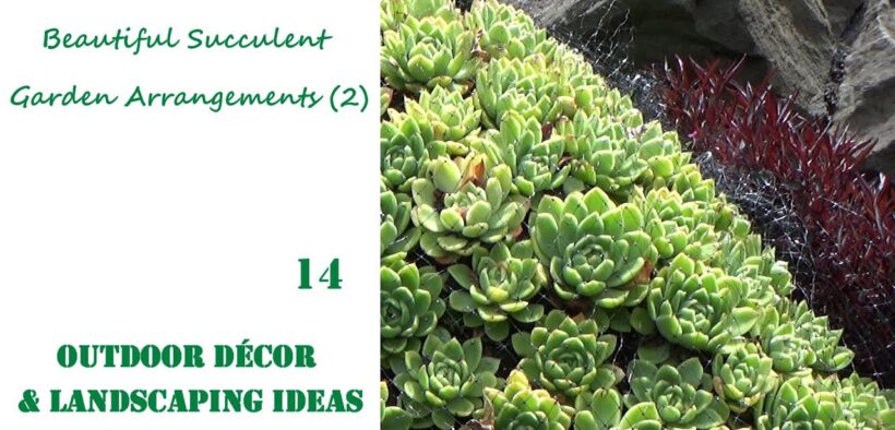 Beautiful Succulent Garden Arrangements (2) | OUTDOOR DECOR & LANDSCAPING IDEAS #14