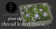 blue star - Amsonia - landscaping ideas - eichenlaub