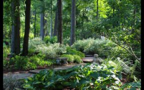 Jungle Landscaping Ideas