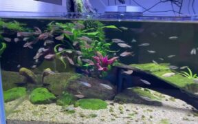 Fish Tank Landscaping Ideas # 1