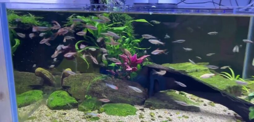 Fish Tank Landscaping Ideas # 1