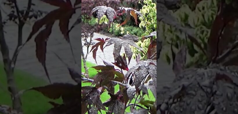 Beautiful Landscaping Ideas #shorts