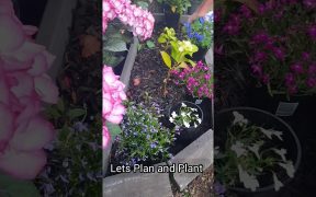 Easy Flower Bed Ideas| Landscaping Ideas |#shorts| Planting hydrangeas, Delphiniums and more!