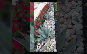 10 BEST GARDEN LANDSCAPING IDEAS #shorts