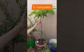 7 must have plants for every home  #terracegardenindia #jadeplant #plantlover#garden ideas