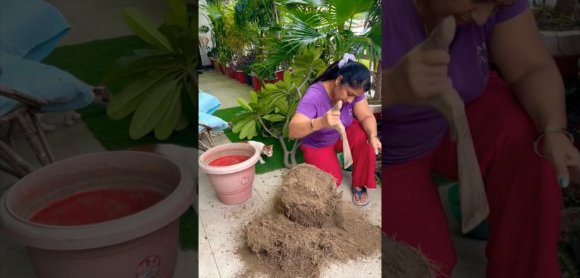 Plant reporting ideas #plants #planting #gardening #garden#balconygarden #youtubeshorts