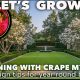CRAPE MYRTLE CARE SECRETS: Varieties, Care tips & Landscape Design Ideas