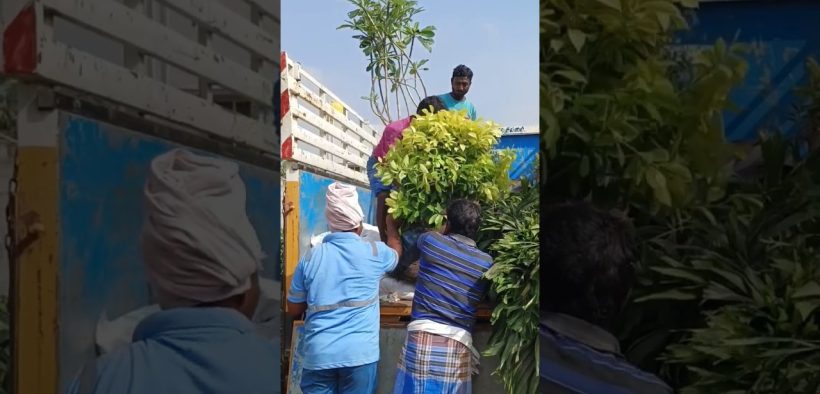 Small Home Landscape work Done at Chennai ECR | Gardening ideas | Green Formula Landscapers