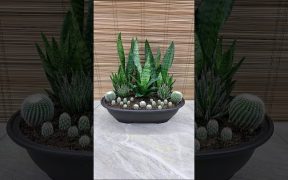 Sansevieria Futura Superba Green Mini Garden Idea💚 #plants #plantdecor #snakeplant #cactus #aloe