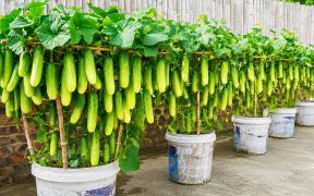 I Turned Plastic Tubs Into a Rooftop Cucumber Garden—What a Harvest!