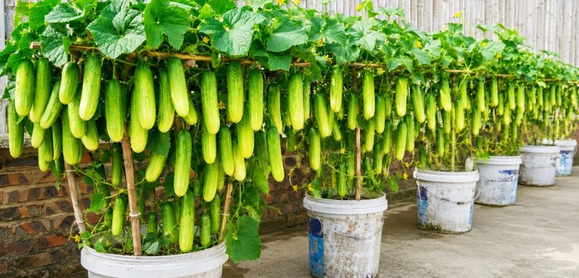 I Turned Plastic Tubs Into a Rooftop Cucumber Garden—What a Harvest!