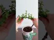 Creative Succulent Styling Ideas to Elevate Your Plant Space! 🌵✨