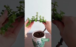 Creative Succulent Styling Ideas to Elevate Your Plant Space! 🌵✨