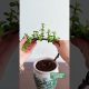 Creative Succulent Styling Ideas to Elevate Your Plant Space! 🌵✨