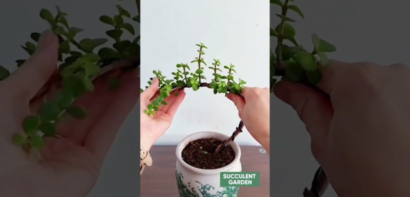 Creative Succulent Styling Ideas to Elevate Your Plant Space! 🌵✨