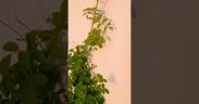 terrace garden decor ideas 🏡#Houseplant #flowers #viralflowers #views_viral