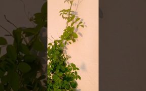 terrace garden decor ideas 🏡#Houseplant #flowers #viralflowers #views_viral