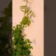 terrace garden decor ideas 🏡#Houseplant #flowers #viralflowers #views_viral
