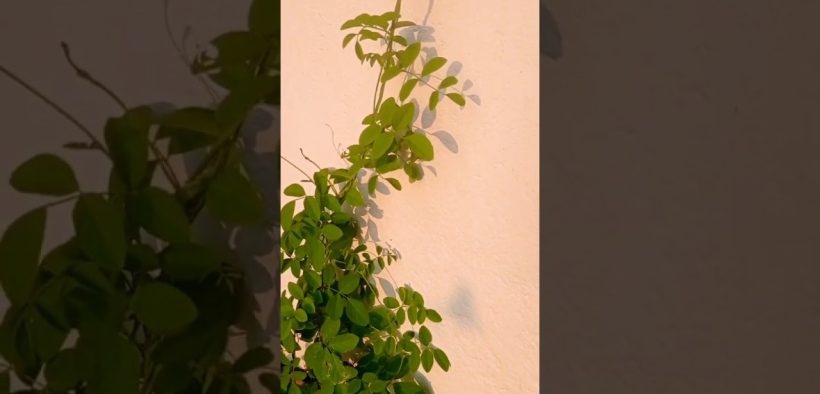 terrace garden decor ideas 🏡#Houseplant #flowers #viralflowers #views_viral
